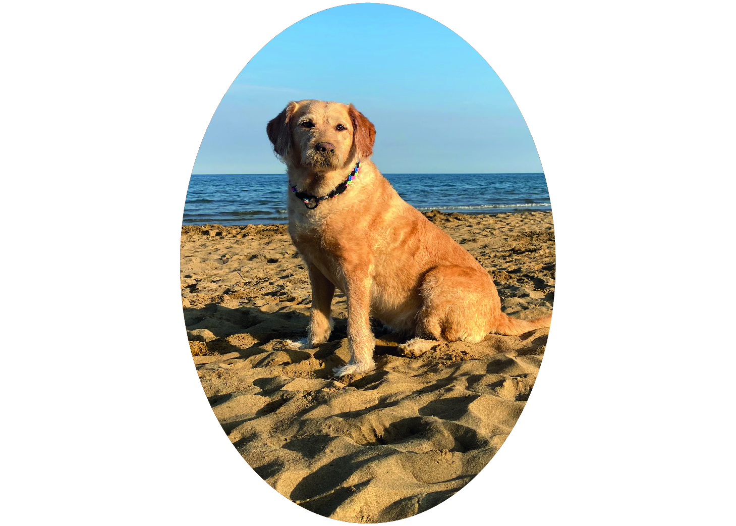 urlaub-mit-hund-pfotencheck-zita am Strand_Zeichenfläche 1.jpg